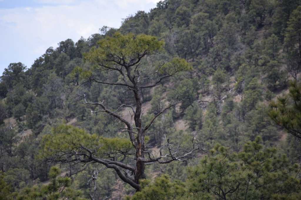 DSC_0678Mittel_.JPG